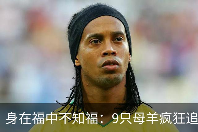 身在福中不知福：9只母羊疯狂追求，公羊扛不住，躲进下水道