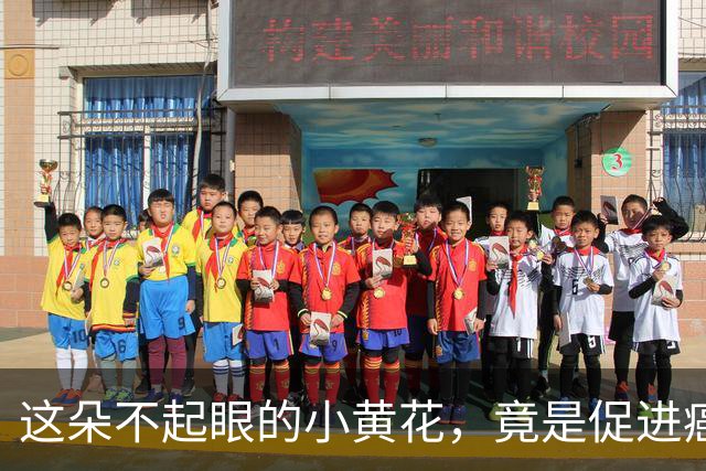 这朵不起眼的小黄花，竟是促进癌患康复的“秘密武器”
